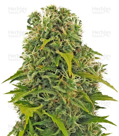 High Density Auto — Heavyweight Seeds