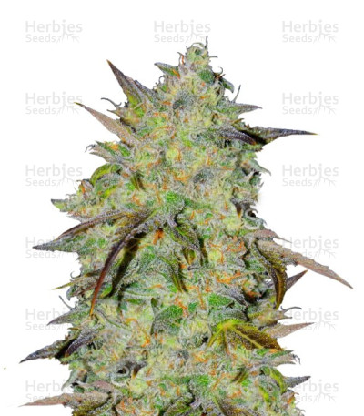 Marmalate Early Version — Delicious Seeds