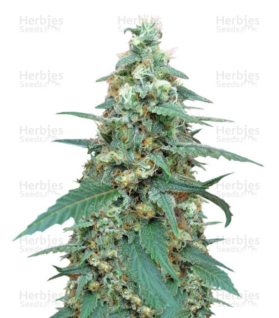 Mong-U-Mental — Dr Krippling Seeds