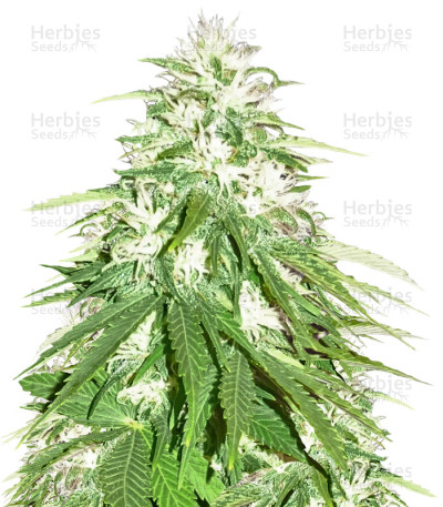 Zombie Haze
