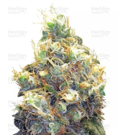 Mango Skunk — Nirvana Seeds