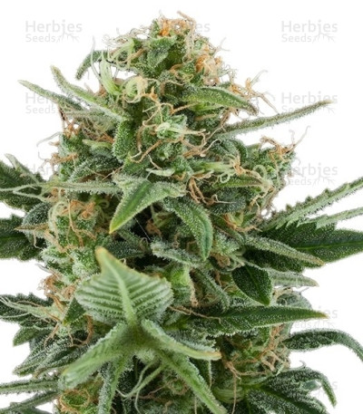 Royal Dwarf Auto Feminized Seeds from RQS — Royal Queen Seeds