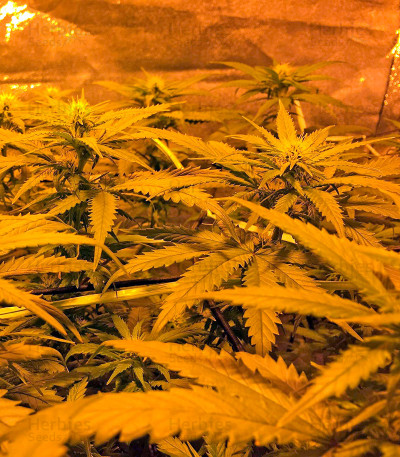 Sweet Deep Grapefruit — Dinafem Seeds