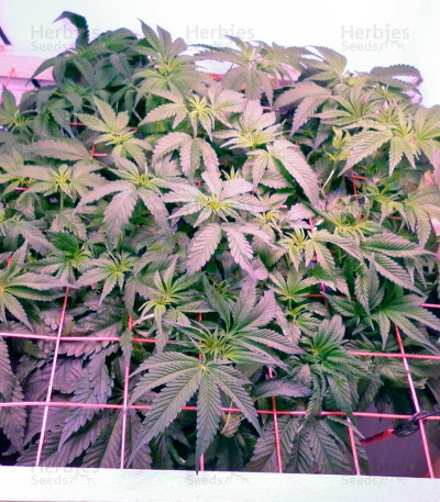 Big Devil F1 Fast Version — Sweet Seeds