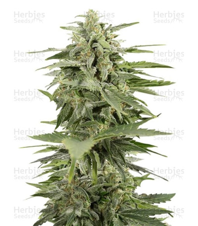 Industrial Plant Autoflowering CBD — Dinafem Seeds