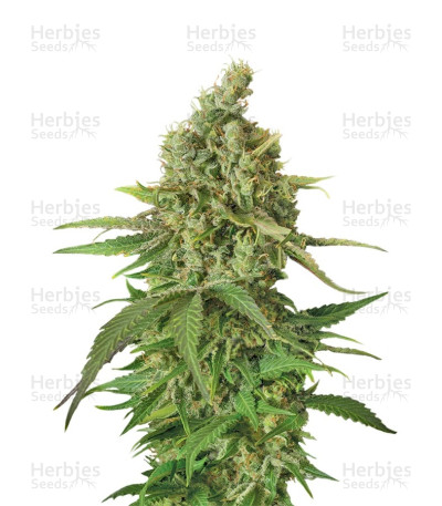 Moby Dick CBD