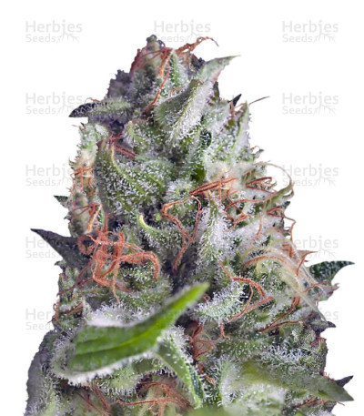 Shark Auto