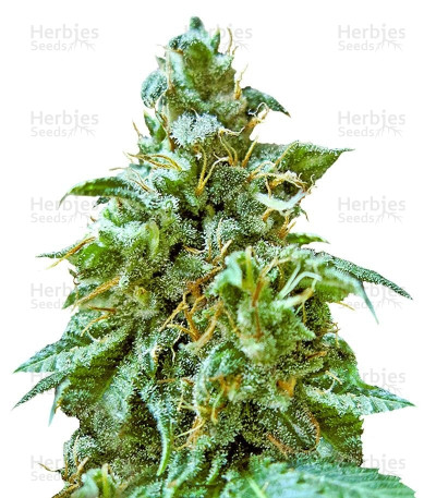Superb OG — Heavyweight Seeds