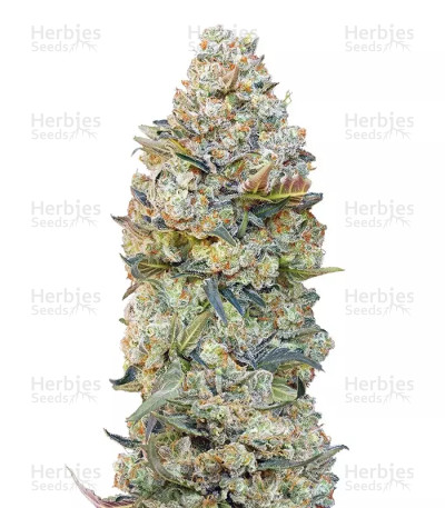 Chocolate Skunk