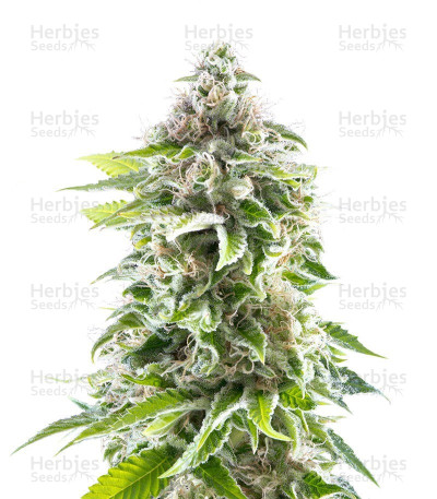 Cookies Haze