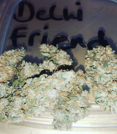Delhi Friend — Dr Krippling Seeds