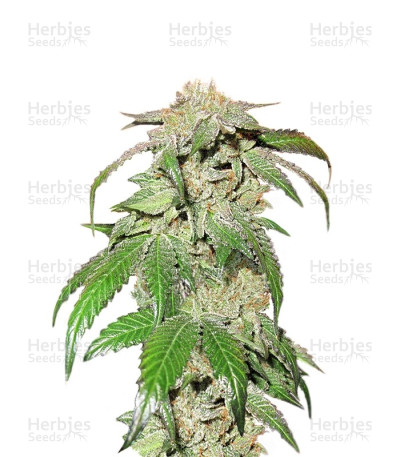 Canadian Kush