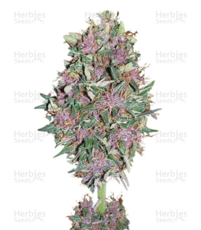 sort-Purple-1-Dutch-Passion.