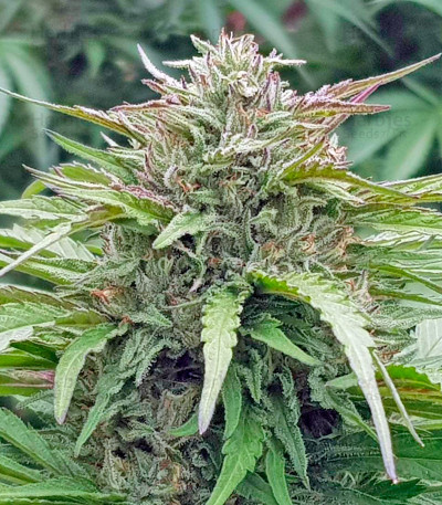 Bubba's Gift — Humboldt Seeds Organization