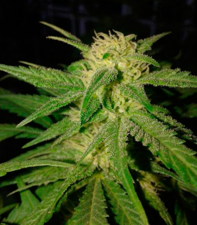 Critical Sensi Star — Delicious Seeds