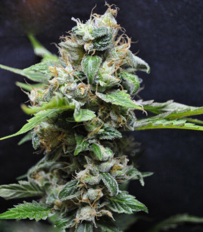 Yummy — Resin Seeds