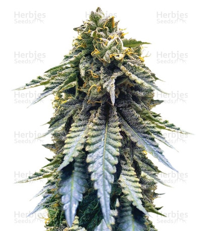 Chocolate Mint OG — Humboldt Seeds Organization