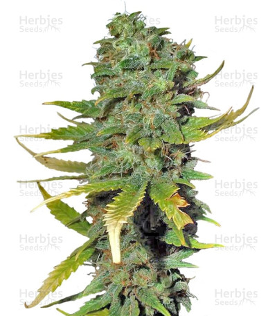 Super Skunk — Sensi Seeds