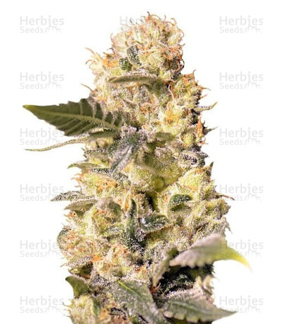 TNT Kush CBD