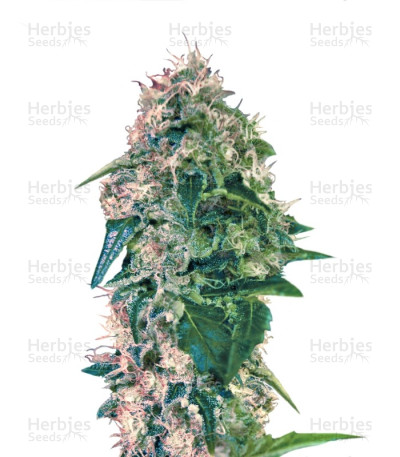 Torpedo — VIP Seeds