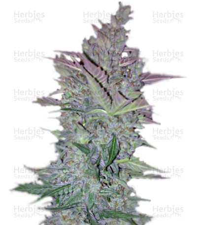 Vertigo Auto