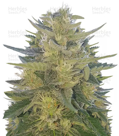 Impala 64 Haze Auto — Sumo Seeds