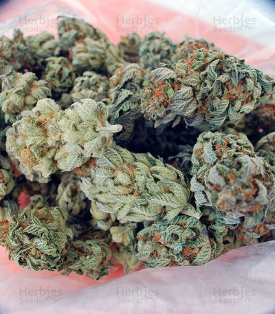 White Berry — Paradise Seeds