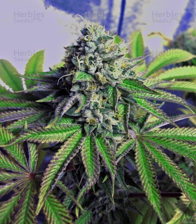 Cataract Kush — DNA Genetics