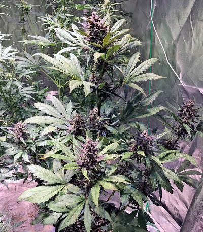Devil Cream Auto — Sweet Seeds