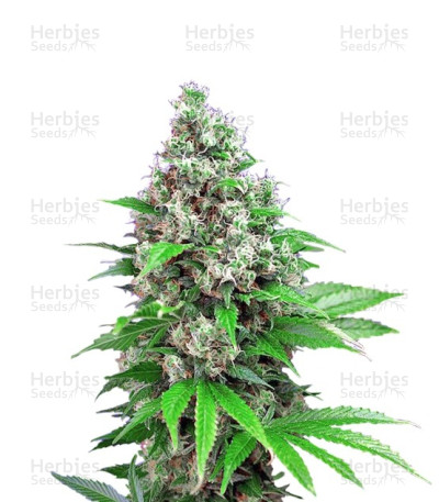 Killer Kush F1