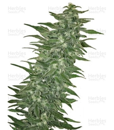 Rishi Kush