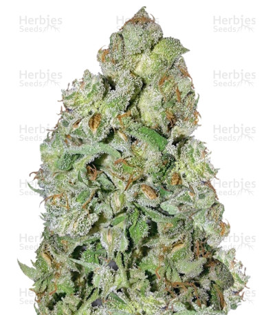Kush Auto