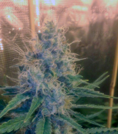 Cream Mandarine F1 Fast Version — Sweet Seeds