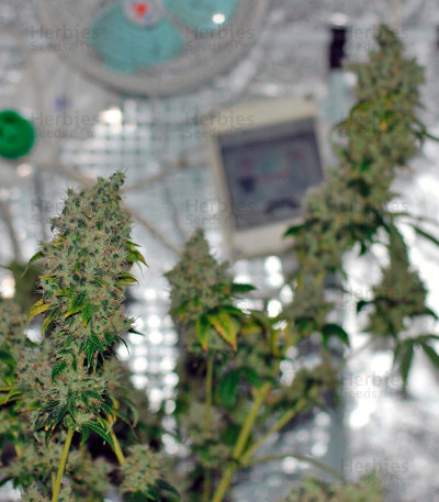 K-Train — Green House Seeds