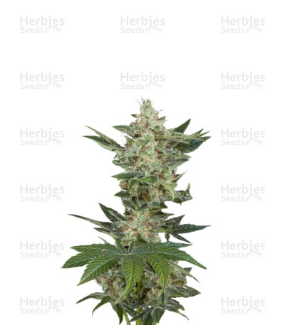 Critical Jack Autoflowering — Dinafem Seeds