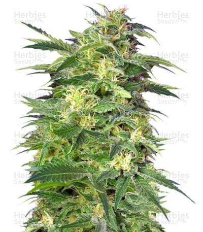 Killer Kush Auto