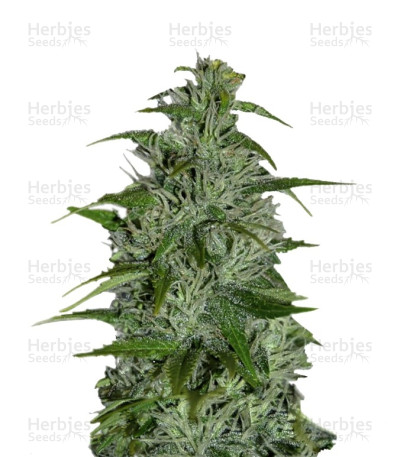Masterkush