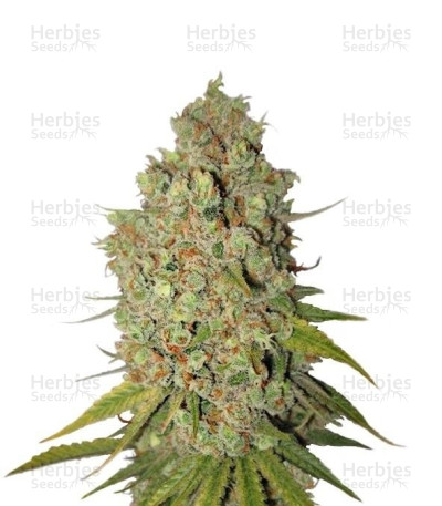 Special Kush #1
