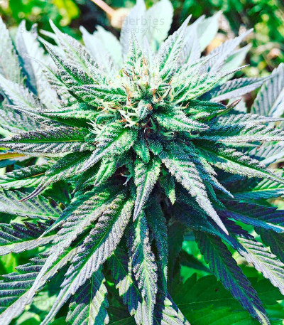 707 Truthband by Emerald Mountain — Humboldt Seeds Organization