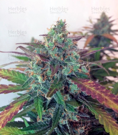 Auto Frisian Dew — Dutch Passion