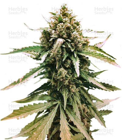 Frisian Dew Auto
