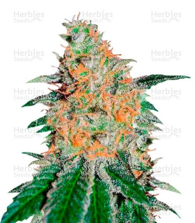 CBD JAM — Delicious Seeds