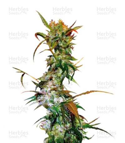 VIP Haze — VIP Seeds