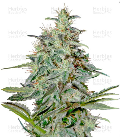 White Lemon — Strain Hunters