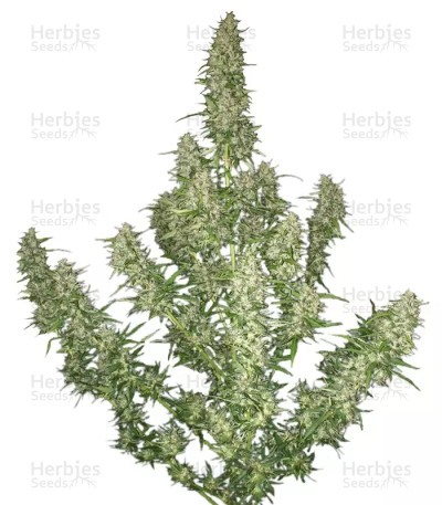 Buddha Magnum Auto