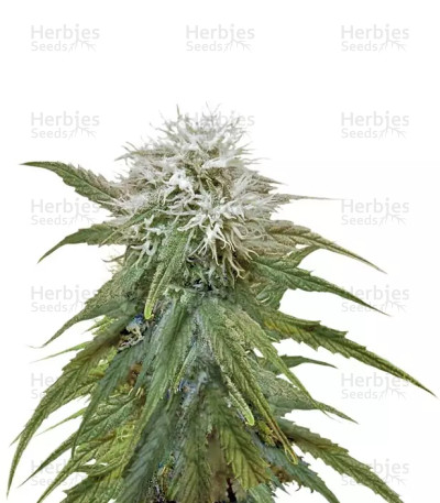 Misty Kush — Nirvana Seeds