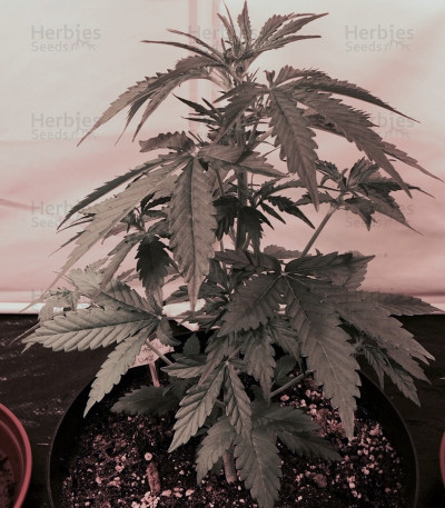 2 Fast & 2 Vast Auto — Heavyweight Seeds