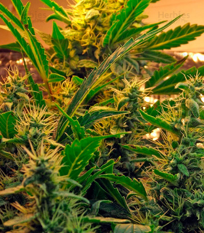White Domina Max Auto feminized: seeds for sale, strain information and ...