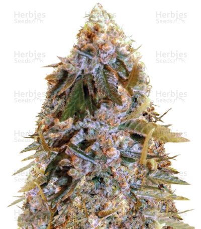 Biggest Bud