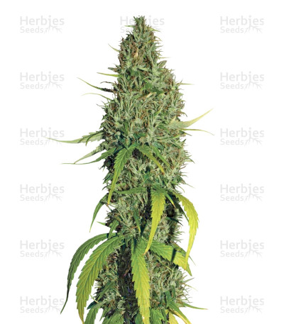 Northern Lights #5 X Haze